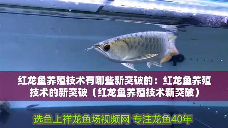 紅龍魚養殖技術有哪些新突破的：紅龍魚養殖技術的新突破（紅龍魚養殖技術新突破）
