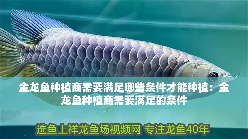 金龍魚種植商需要滿足哪些條件才能種植：金龍魚種植商需要滿足的條件