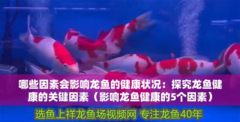 哪些因素會影響龍魚的健康狀況：探究龍魚健康的關鍵因素（影響龍魚健康的5個因素）