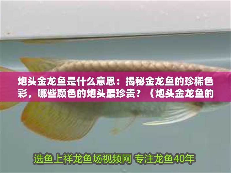 炮頭金龍魚是什么意思：揭秘金龍魚的珍稀色彩，哪些顏色的炮頭最珍貴？（炮頭金龍魚的珍稀有且珍稀有且珍貴的觀賞價值和收藏意義）