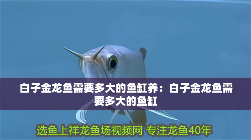 白子金龍魚需要多大的魚缸養(yǎng)：白子金龍魚需要多大的魚缸