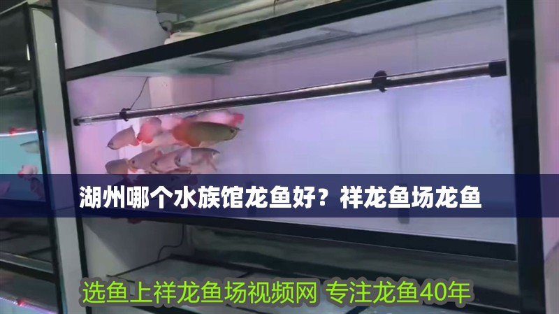 湖州哪個水族館龍魚好？祥龍魚場龍魚