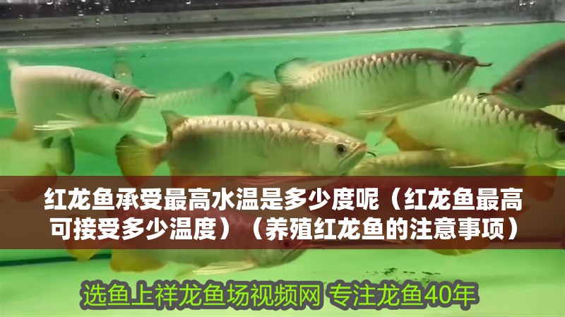 紅龍魚承受最高水溫是多少度呢（紅龍魚最高可接受多少溫度）（養殖紅龍魚的注意事項）