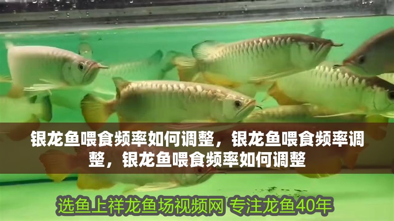 詳細閱讀:銀龍魚喂食頻率如何調整,銀龍魚喂食頻率調整,銀龍魚喂食頻率如何調整 銀龍魚喂食頻率如何調整,銀龍魚喂食頻率調整,銀龍魚喂食頻率如何調整