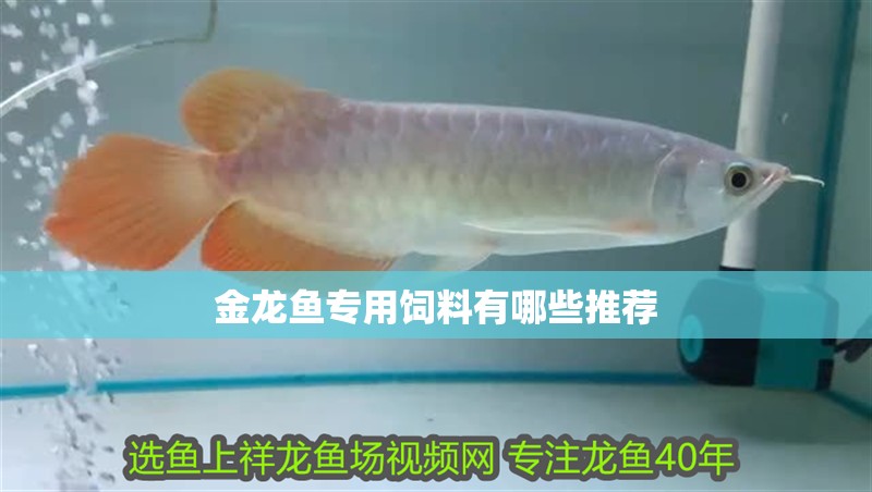 金龍魚專用飼料有哪些推薦
