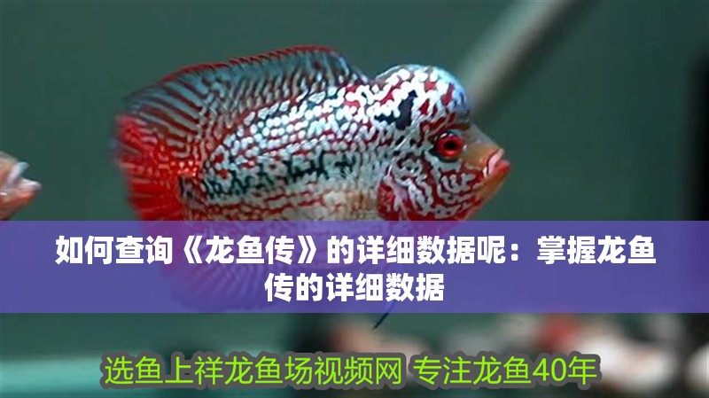 如何查詢《龍魚傳》的詳細數(shù)據(jù)呢：掌握龍魚傳的詳細數(shù)據(jù)