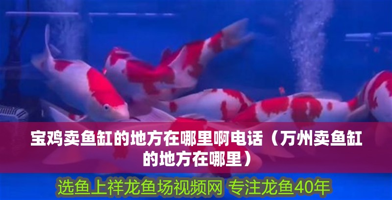 寶雞賣(mài)魚(yú)缸的地方在哪里啊電話（萬(wàn)州賣(mài)魚(yú)缸的地方在哪里） 寶雞賣(mài)魚(yú)缸的地方在哪里啊電話（萬(wàn)州賣(mài)魚(yú)缸的地方在哪里） 觀賞魚(yú)百科