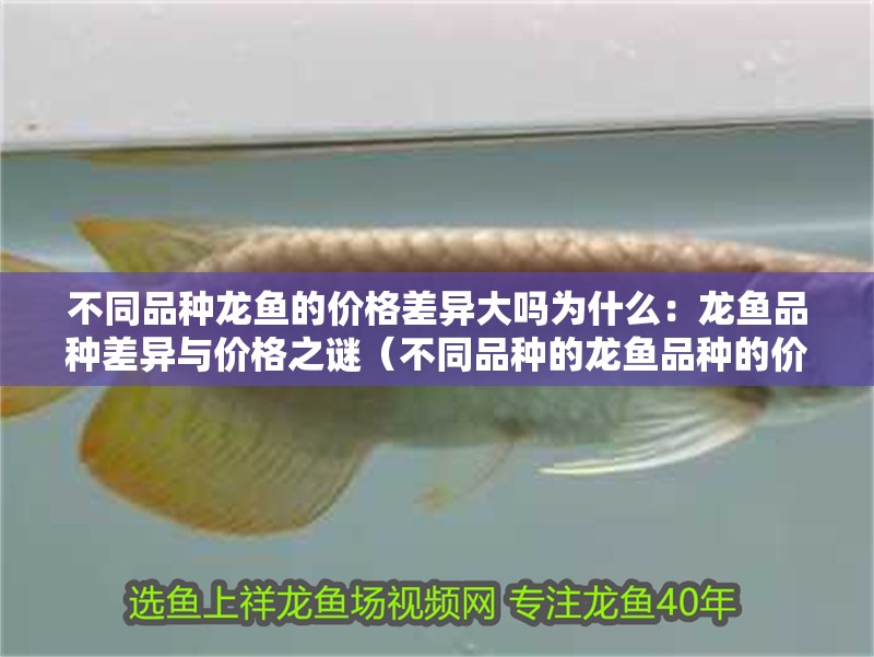不同品種龍魚的價格差異大嗎為什么：龍魚品種差異與價格之謎（不同品種的龍魚品種的價格差異與價格差異與價格差異）