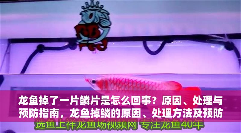 龍魚掉了一片鱗片是怎么回事？原因、處理與預防指南，龍魚掉鱗的原因、處理方法及預防措施全解析