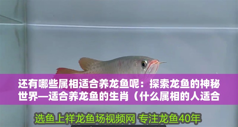 還有哪些屬相適合養(yǎng)龍魚呢：探索龍魚的神秘世界—適合養(yǎng)龍魚的生肖（什么屬相的人適合養(yǎng)龍魚）