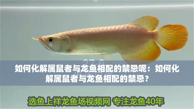 如何化解屬鼠者與龍魚相配的禁忌呢：如何化解屬鼠者與龍魚相配的禁忌？