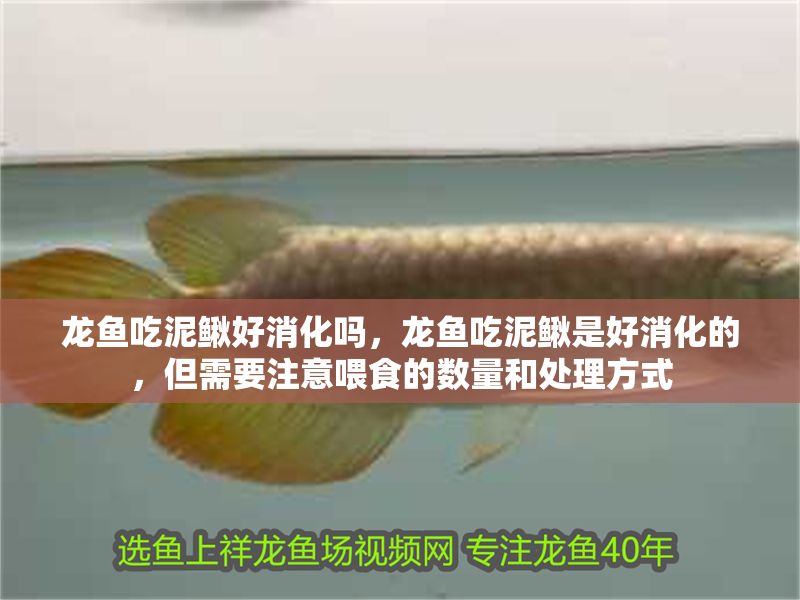 龍魚吃泥鰍好消化嗎，龍魚吃泥鰍是好消化的，但需要注意喂食的數(shù)量和處理方式