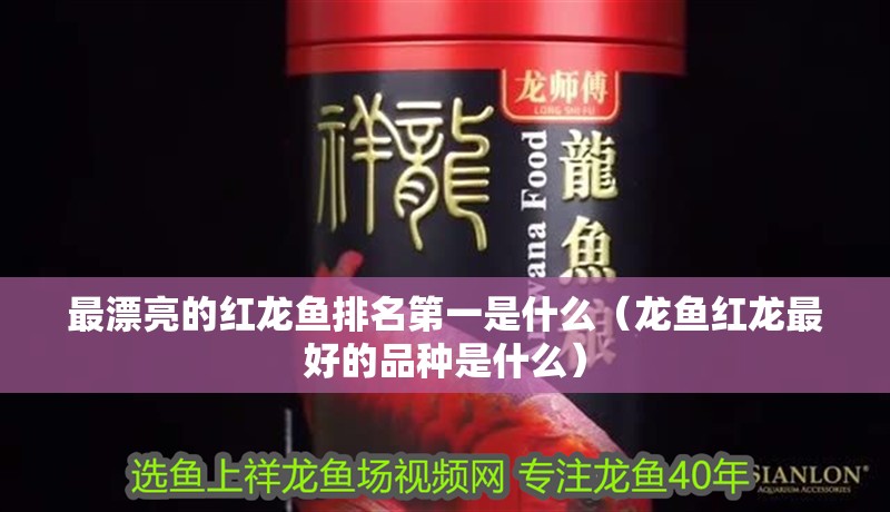 最漂亮的紅龍魚排名第一是什么（龍魚紅龍最好的品種是什么） 最漂亮的紅龍魚排名第一是什么（龍魚紅龍最好的品種是什么） 觀賞魚百科