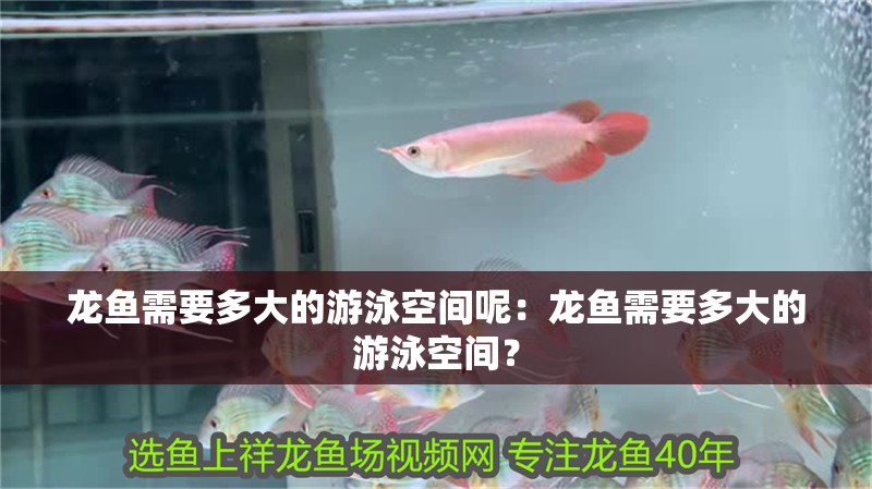 龍魚需要多大的游泳空間呢：龍魚需要多大的游泳空間？ 龍魚需要多大的游泳空間呢：龍魚需要多大的游泳空間？ 水族問答