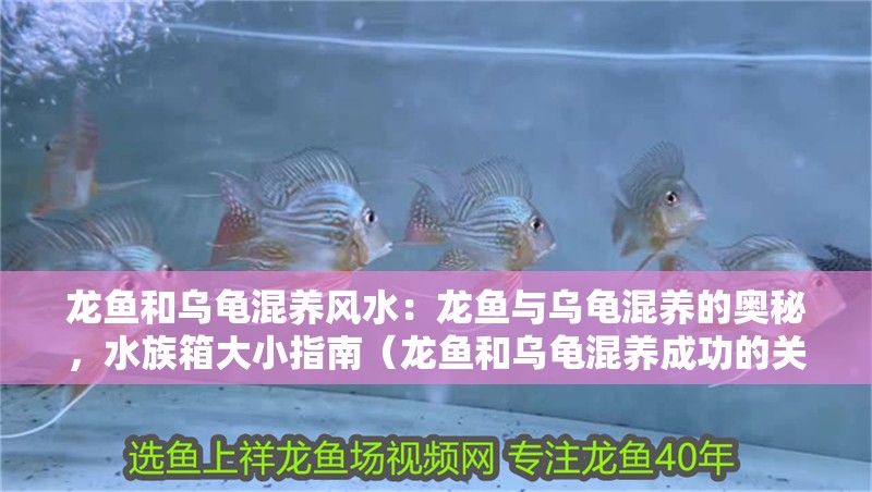 龍魚和烏龜混養風水：龍魚與烏龜混養的奧秘，水族箱大小指南（龍魚和烏龜混養成功的關鍵因素，）