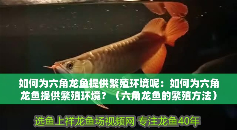 如何為六角龍魚提供繁殖環境呢：如何為六角龍魚提供繁殖環境？（六角龍魚的繁殖方法）