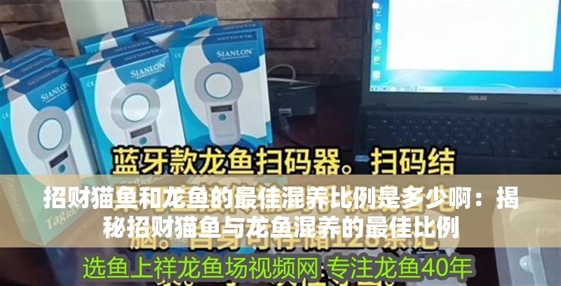 招財貓魚和龍魚的最佳混養比例是多少啊：揭秘招財貓魚與龍魚混養的最佳比例