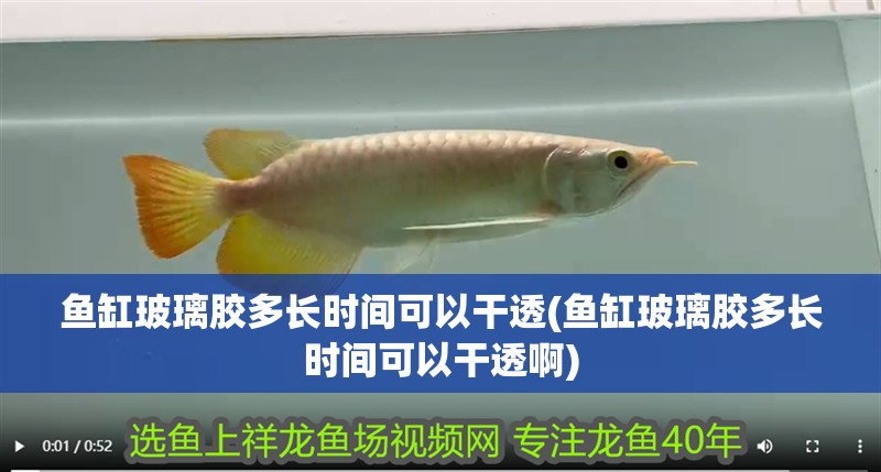 魚缸玻璃膠多長時間可以干透(魚缸玻璃膠多長時間可以干透啊)