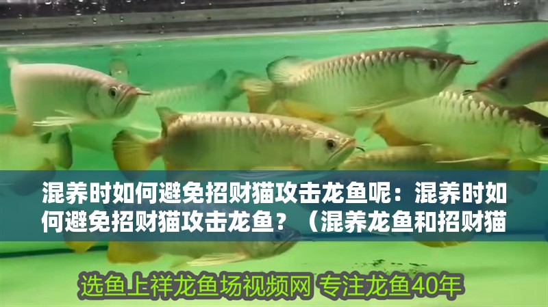 混養時如何避免招財貓攻擊龍魚呢：混養時如何避免招財貓攻擊龍魚？（混養龍魚和招財貓攻擊龍魚的安全是至關重要的空間）
