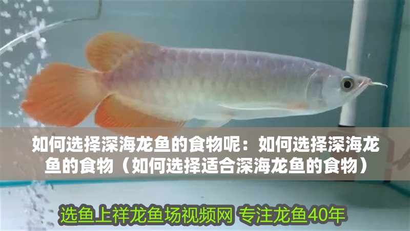 如何選擇深海龍魚的食物呢：如何選擇深海龍魚的食物（如何選擇適合深海龍魚的食物）