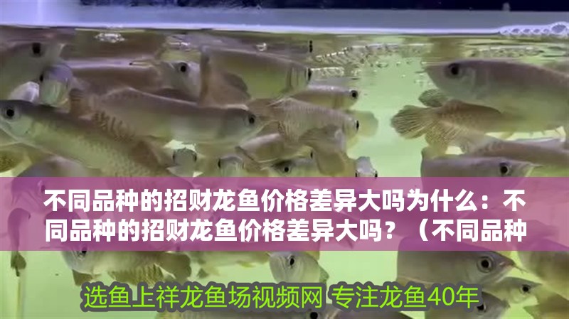 不同品種的招財龍魚價格差異大嗎為什么：不同品種的招財龍魚價格差異大嗎？（不同品種的招財龍魚價格差異大嗎）