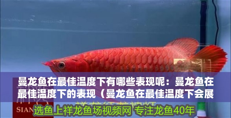 曼龍魚在最佳溫度下有哪些表現(xiàn)呢：曼龍魚在最佳溫度下的表現(xiàn)（曼龍魚在最佳溫度下會展現(xiàn)出積極的社交行為）