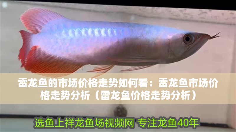 雷龍魚(yú)的市場(chǎng)價(jià)格走勢(shì)如何看：雷龍魚(yú)市場(chǎng)價(jià)格走勢(shì)分析（雷龍魚(yú)價(jià)格走勢(shì)分析）