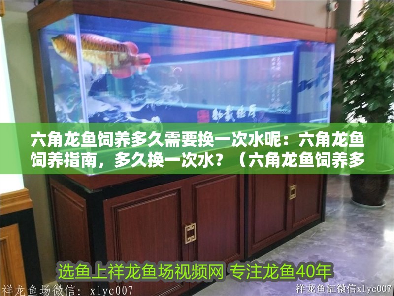 六角龍魚飼養多久需要換一次水呢：六角龍魚飼養指南，多久換一次水？（六角龍魚飼養多久換一次水）
