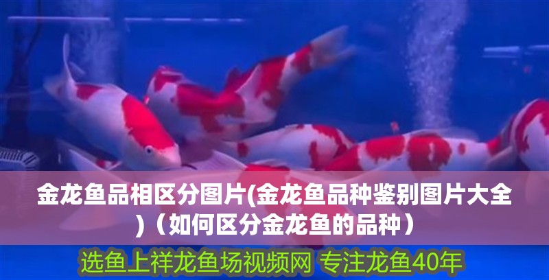 金龍魚品相區分圖片(金龍魚品種鑒別圖片大全)（如何區分金龍魚的品種）