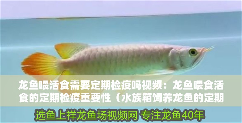 龍魚喂活食需要定期檢疫嗎視頻：龍魚喂食活食的定期檢疫重要性（水族箱飼養龍魚的定期檢疫）