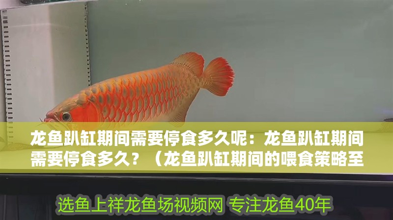 龍魚趴缸期間需要停食多久呢：龍魚趴缸期間需要停食多久？（龍魚趴缸期間的喂食策略至關重要）