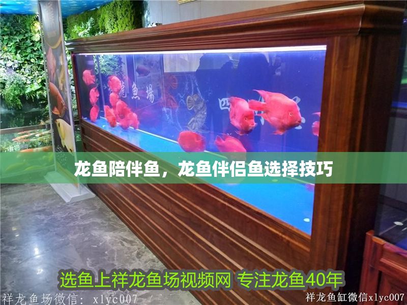 龍魚陪伴魚，龍魚伴侶魚選擇技巧
