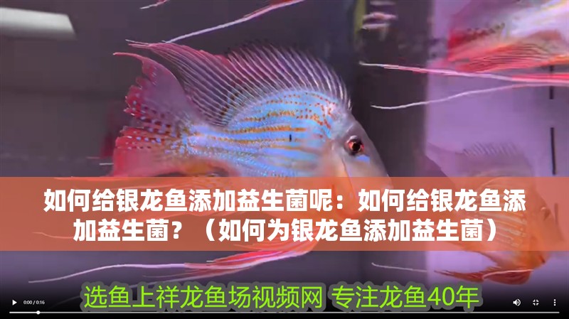 如何給銀龍魚添加益生菌呢：如何給銀龍魚添加益生菌？（如何為銀龍魚添加益生菌）