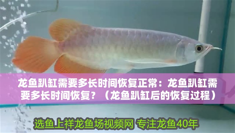 龍魚趴缸需要多長時間恢復正常：龍魚趴缸需要多長時間恢復？（龍魚趴缸后的恢復過程）
