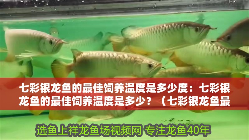 七彩銀龍魚的最佳飼養溫度是多少度：七彩銀龍魚的最佳飼養溫度是多少？（七彩銀龍魚最佳飼養溫度大約在24至28攝氏度之間）