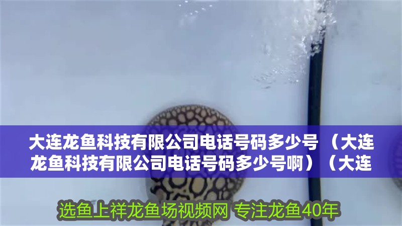 大連龍魚科技有限公司電話號碼多少號 （大連龍魚科技有限公司電話號碼多少號啊）（大連龍魚科技有限公司電話號碼查詢）