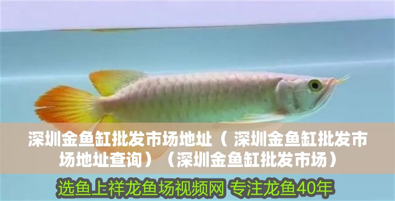 深圳金魚缸批發(fā)市場地址（ 深圳金魚缸批發(fā)市場地址查詢）（深圳金魚缸批發(fā)市場）