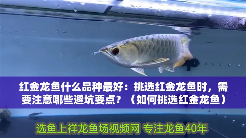紅金龍魚什么品種最好：挑選紅金龍魚時，需要注意哪些避坑要點？（如何挑選紅金龍魚）
