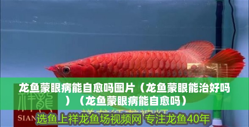 龍魚蒙眼病能自愈嗎圖片（龍魚蒙眼能治好嗎）（龍魚蒙眼病能自愈嗎）