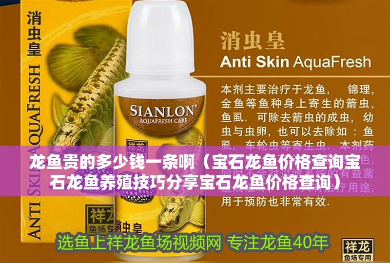 龍魚貴的多少錢一條啊（寶石龍魚價格查詢寶石龍魚養殖技巧分享寶石龍魚價格查詢）
