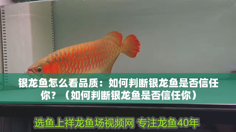 銀龍魚怎么看品質：如何判斷銀龍魚是否信任你？（如何判斷銀龍魚是否信任你）