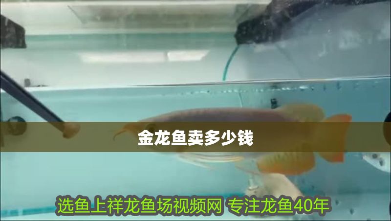 金龍魚賣多少錢