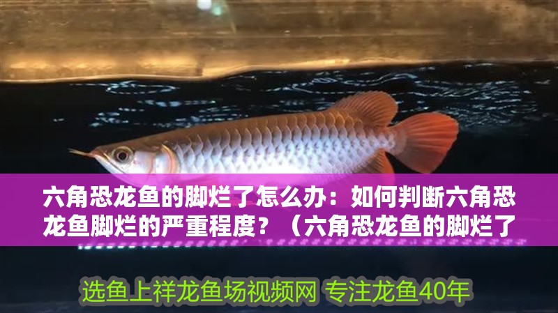 六角恐龍魚的腳爛了怎么辦：如何判斷六角恐龍魚腳爛的嚴重程度？（六角恐龍魚的腳爛了怎么辦，六角恐龍魚腳爛了怎么辦）