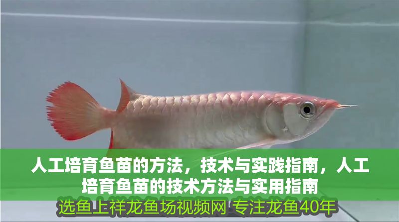人工培育魚苗的方法，技術(shù)與實踐指南，人工培育魚苗的技術(shù)方法與實用指南
