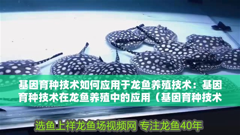 基因育種技術如何應用于龍魚養殖技術：基因育種技術在龍魚養殖中的應用（基因育種技術在龍魚養殖中的應用）