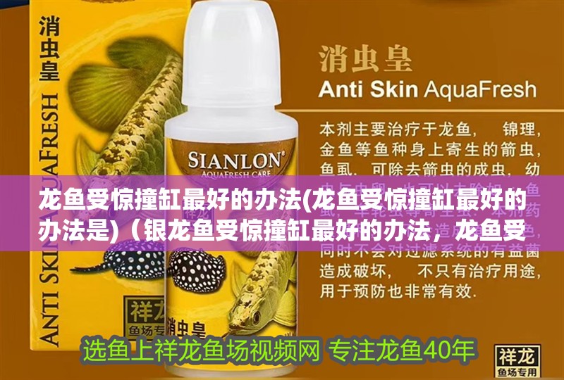 龍魚受驚撞缸最好的辦法(龍魚受驚撞缸最好的辦法是)（銀龍魚受驚撞缸最好的辦法，龍魚受驚撞缸最好的辦法）