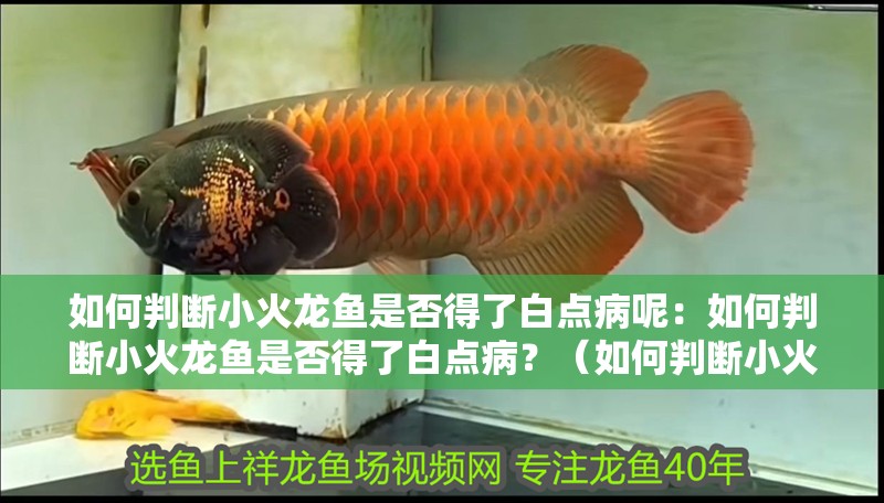 如何判斷小火龍魚是否得了白點(diǎn)病呢：如何判斷小火龍魚是否得了白點(diǎn)病？（如何判斷小火龍魚是否患有白點(diǎn)病）