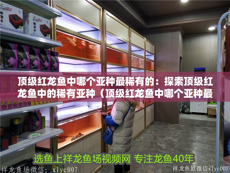 頂級紅龍魚中哪個亞種最稀有的：探索頂級紅龍魚中的稀有亞種（頂級紅龍魚中哪個亞種最稀有，紅龍魚和紅尾龍魚的區別）