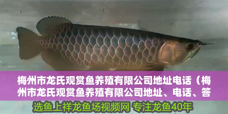 梅州市龍氏觀賞魚養(yǎng)殖有限公司地址電話（梅州市龍氏觀賞魚養(yǎng)殖有限公司地址、電話、答案）