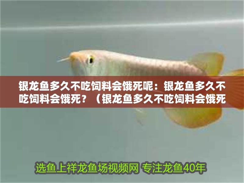 銀龍魚多久不吃飼料會餓死呢：銀龍魚多久不吃飼料會餓死？（銀龍魚多久不吃飼料會餓死）